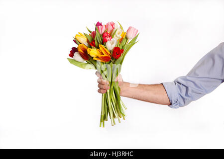 Männliche Hand mit Strauß Tulpen, isoliert auf weißem Hintergrund Stockfoto
