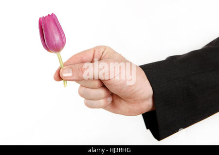 Männliche Hand mit wenig Tulpe, isoliert Stockfoto