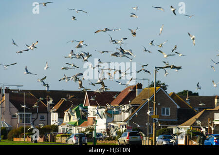 Herde von wilden Möwen gefüttert Stockfoto