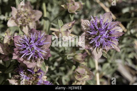 Berg-Coyote Minze, Monardella Odoratissima, in Blüte, Sierra Nevada. Stockfoto