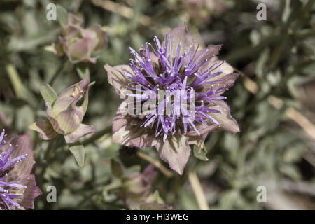 Berg-Coyote Minze, Monardella Odoratissima, in Blüte, Sierra Nevada. Stockfoto