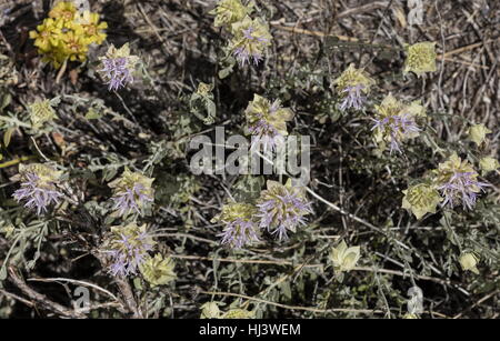 Berg-Coyote Minze, Monardella Odoratissima, in Blüte, Sierra Nevada. Stockfoto