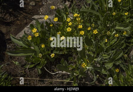 Plantainleaf Hahnenfuß, Ranunculus Alismifolius in Blüte im Moorland, Sierra Nevada. Stockfoto