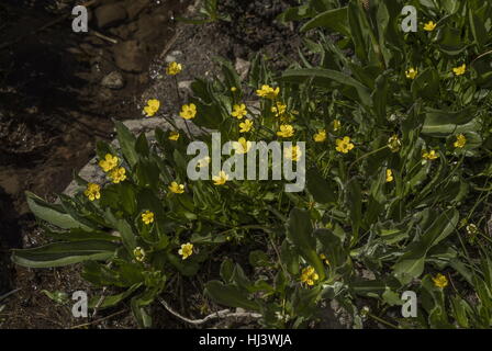 Plantainleaf Hahnenfuß, Ranunculus Alismifolius in Blüte im Moorland, Sierra Nevada. Stockfoto