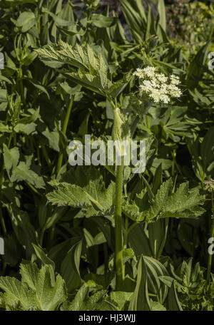 Heracleum maximale, Kuh Pastinake, in Blüte, Sierra Nevada. Stockfoto