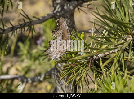 Gilberts Schildpatt, Aglais Milberti, geschlossen am Kiefer. Stockfoto