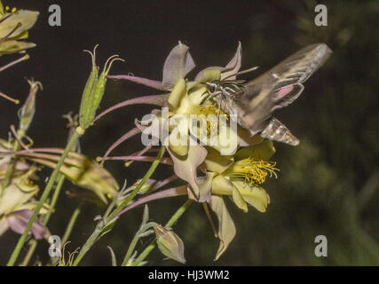 Weiß gesäumten Sphinx stark Lineata, nehmen Nektar Akelei (Aquilegia) Blume in der Nacht. Stockfoto