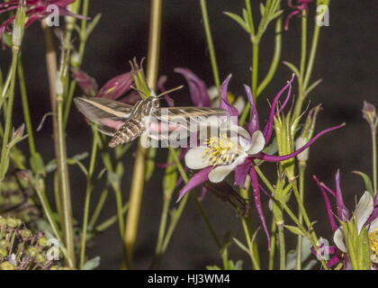 Weiß gesäumten Sphinx stark Lineata, nehmen Nektar Akelei (Aquilegia) Blume in der Nacht. Stockfoto