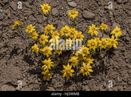 Gewöhnliche Sonnenblume wollig oder Oregon Sonnenschein, Eriophyllum Lanatum in Blüte, hoch in die Sierra Nevada. Stockfoto