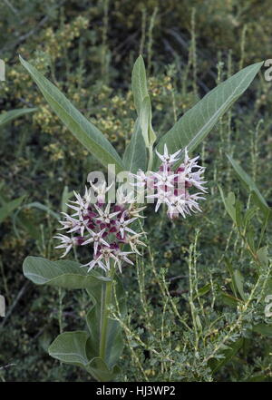 Auffällige Seidenpflanze Asclepias Speciosa in Blüte; larval Foodplant Monarchfalter. Sierra Nevada Stockfoto