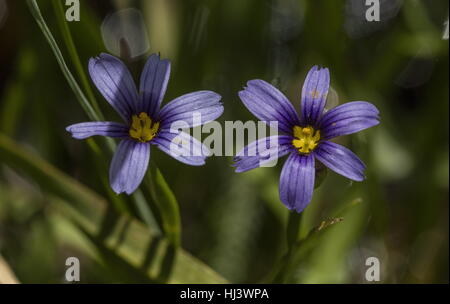 Idaho Blue – Eyed Grass, Sisyrinchium Idahoense in Blüte. Sierra Nevada. Stockfoto