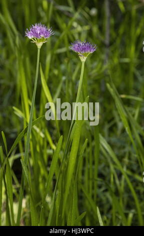 Zwiebel, Allium Validum in Blüte im Arsh, Sierra Nevada zu überschwemmen. Stockfoto