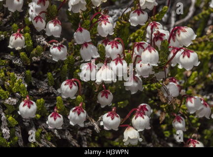 Weißenberger Heather, Cassiope Mertensiana in Blüte in der hohen Sierra Nevada, Kalifornien. Stockfoto