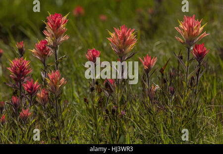 Peirson Pinsel, Castilleja Peirsonii in Blüte in feuchten hoch gelegenen Wiesen, Sierra Nevada. Stockfoto