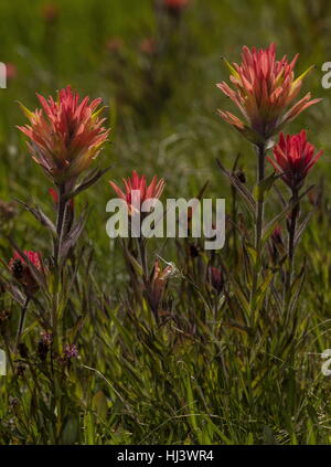 Peirson Pinsel, Castilleja Peirsonii in Blüte in feuchten hoch gelegenen Wiesen, Sierra Nevada. Stockfoto