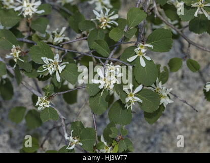 Utah Elsbeere, Amelanchier Utahensis in Blüte, Sierra Nevada. Stockfoto