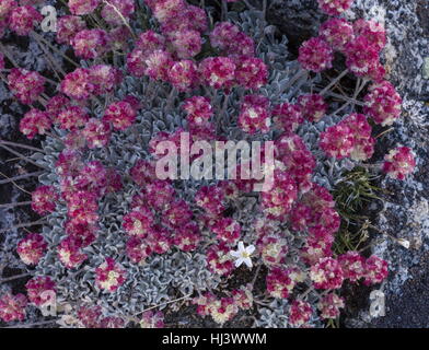 Schöne Dichte Klumpen von hochgelegenen Kissen Buchweizen, Eriogonum Ovalifolium var. Nivale, Yosemite, Sierra Nevada. Stockfoto