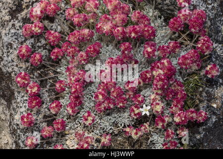 Schöne Dichte Klumpen von hochgelegenen Kissen Buchweizen, Eriogonum Ovalifolium var. Nivale, Yosemite, Sierra Nevada. Stockfoto