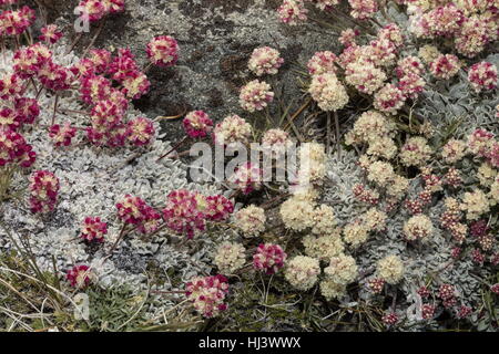 Schöne Dichte Klumpen von hochgelegenen Kissen Buchweizen, Eriogonum Ovalifolium var. Nivale, Yosemite, Sierra Nevada. Stockfoto