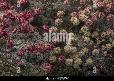 Schöne Dichte Klumpen von hochgelegenen Kissen Buchweizen, Eriogonum Ovalifolium var. Nivale, Yosemite, Sierra Nevada. Stockfoto