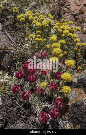 Schöne Dichte Klumpen von hochgelegenen Kissen Buchweizen, Eriogonum Ovalifolium var. Nivale und gelbe Eriogonum Rosense, Yosemite, Sierra Nevada. Stockfoto