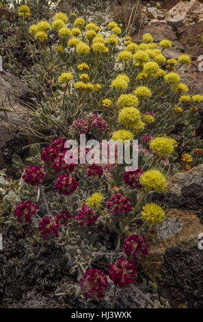 Schöne Dichte Klumpen von hochgelegenen Kissen Buchweizen, Eriogonum Ovalifolium var. Nivale und gelbe Eriogonum Rosense, Yosemite, Sierra Nevada. Stockfoto