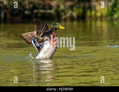 Männliche Stockente Ente schütteln Flügel während im Wasserteich Stockfoto