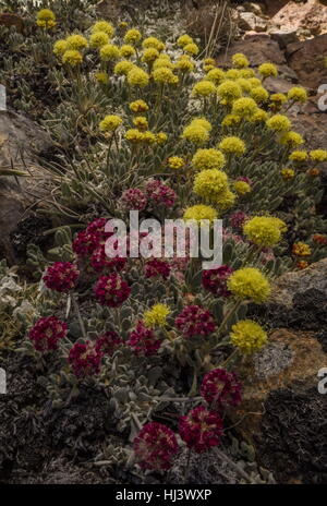 Schöne Dichte Klumpen von hochgelegenen Kissen Buchweizen, Eriogonum Ovalifolium var. Nivale und gelbe Eriogonum Rosense, Yosemite, Sierra Nevada. Stockfoto