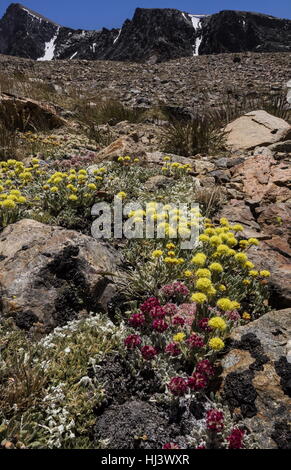 Schöne Dichte Klumpen von hochgelegenen Kissen Buchweizen, Eriogonum Ovalifolium var. Nivale und gelbe Eriogonum Rosense, Yosemite, Sierra Nevada. Stockfoto