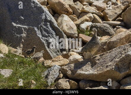 Sooty Grouse, Dendragapus Fuliginosus, Weibchen mit jungen Küken, hoch in Yosemite, Sierra Nevada. Stockfoto