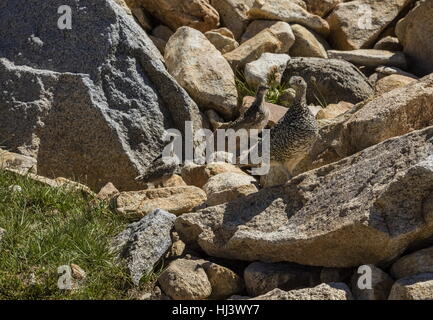 Sooty Grouse, Dendragapus Fuliginosus, Weibchen mit jungen Küken, hoch in Yosemite, Sierra Nevada. Stockfoto