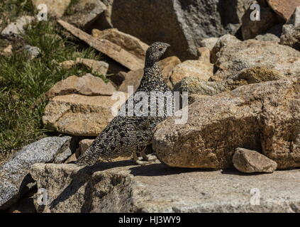 Sooty Grouse, Dendragapus Fuliginosus, Weiblich, hoch in Yosemite, Sierra Nevada. Stockfoto