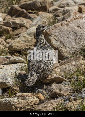 Sooty Grouse, Dendragapus Fuliginosus, Weiblich, hoch in Yosemite, Sierra Nevada. Stockfoto