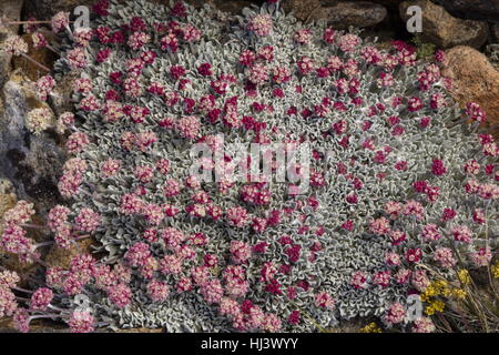 Schöne Dichte Klumpen von hochgelegenen Kissen Buchweizen, Eriogonum Ovalifolium var. Nivale, Yosemite, Sierra Nevada. Stockfoto