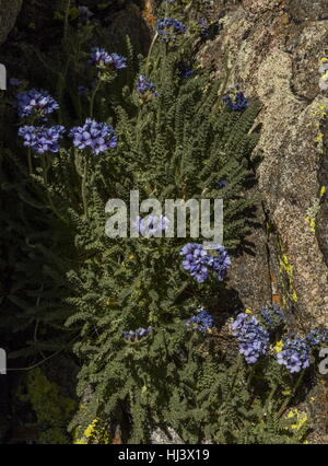 Skypilot, Polemonium Eximium in Blüte auf hoch gelegenen Klippe auf 12.000 ft, Dana Plateau, Sierra Nevada, Kalifornien. Stockfoto