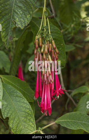 Bolivianische Fuchsia, Fuchsia Boliviana in Blüte. Gartenpflanze, aus den Anden. Stockfoto