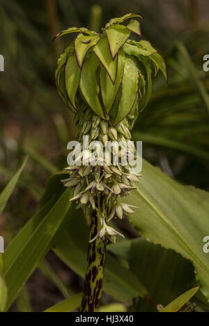 Ananas-Lilie, Eucomis bicolor, in Blüte; häufige Gartenpflanze, wild in Südafrika und Lesotho. Stockfoto