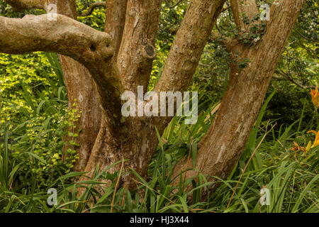 Chilenische Myrte, Luma Apiculata, Stiele und Rinde. Stockfoto