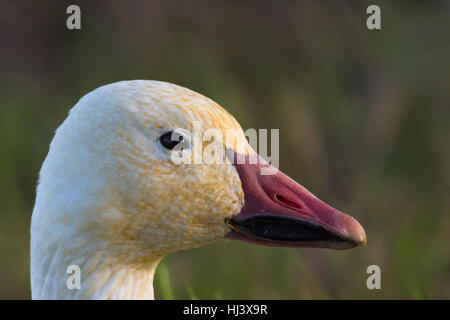 Schneegans Stockfoto