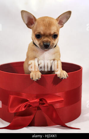 Sweety in einer Geschenkbox geliefert. Roten Kurzhaar-Chihuahua-Welpe Stockfoto