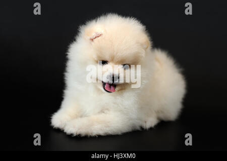 Fröhliche Fuzz. Porträt von weiss mit Creme Miniatur Pomeranian Spitz Welpen. Stockfoto