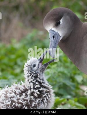 Schwarzfußiges Albatross-Mädchen, das Eltern um Essen anbettelt, auf dem Midway-Atoll im Papahanaumokuakea Marine National Monument. Phoebastria Nigripes Stockfoto