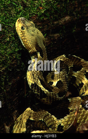 Holzklapperschlange (Crotalus horridus) in Jagdstellung, wartet auf Beute neben einem Baumstamm, Nahaufnahme. Stockfoto