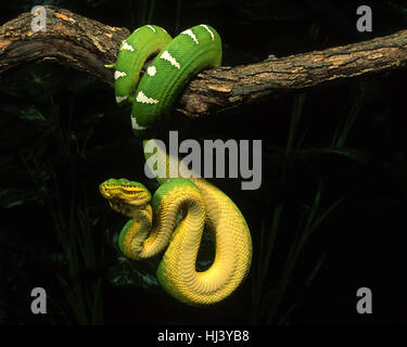 Smaragdbaum-Boa (Corallus canina), die an einem Ast hängt Stockfoto