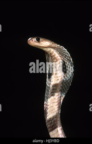 Indische Kobra (Naja Naja Polyocellata) Stockfoto