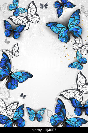 Rahmen mit blauen realistische Morpho Schmetterlinge auf grauem Hintergrund Textur. Design mit Schmetterlingen. Morpho. Design mit blauer Schmetterlinge Morpho. Stockfoto