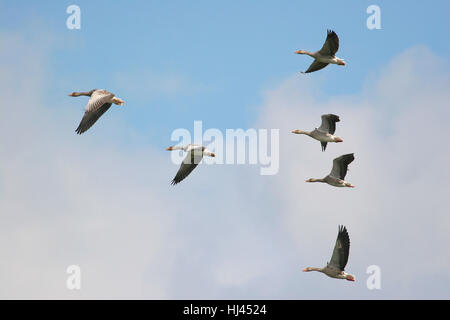 Eine kleine Herde von Graugans (Anser Anser) im Formationsflug Stockfoto