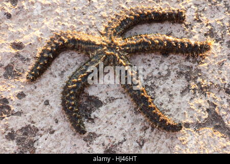 Sterne Fisch Asteroidea in der Nähe von Crikvenica Stockfoto