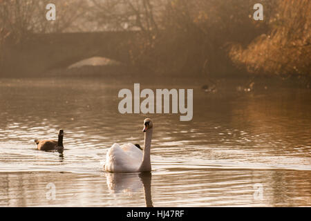Ein Schwan auf einem nebligen See in den frühen Morgenstunden in London Stockfoto
