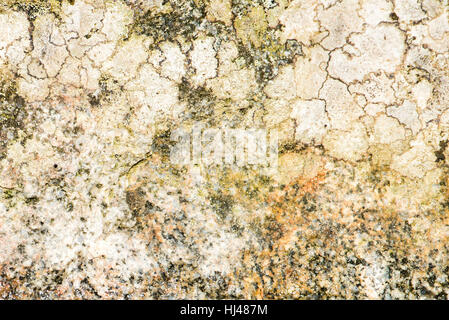 Natürliche Hintergrundtextur, Flechten und Moos auf einem Stein Stockfoto